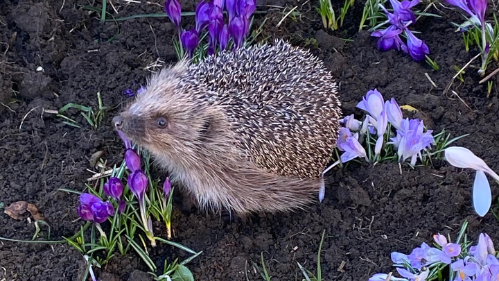 Helping Hedgehogs Apr to June 2026 campaign photo, 1 of 3
