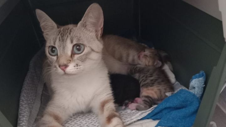 Bring Tzatziki & her babies to the UK and save cats campaign photo, 1 of 5