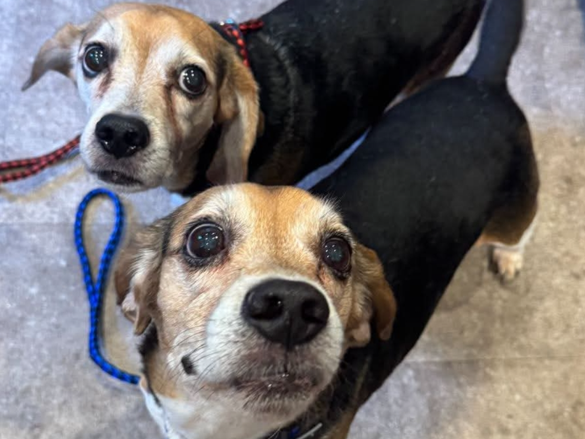 Lets cover the adoption fees. Help get these babies a home. campaign photo, 1 of 3