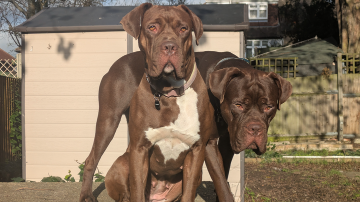 Support for Mastiff Cross Fosters campaign photo, 1 of 8