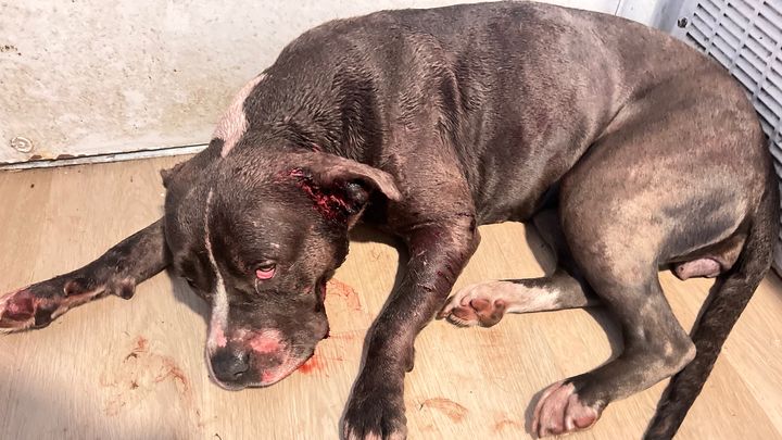 EMERGENCY: Please Help Save Iubire! campaign photo, 1 of 8