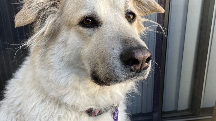 Help me put my sweet dog to her final peace campaign photo, 1 of 6