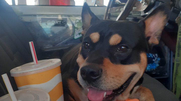 Help Kiawe with Medical Costs so he can run again campaign photo, 1 of 4