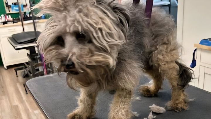 Help Brock Get the Surgery He Desperately Needs campaign photo, 1 of 7