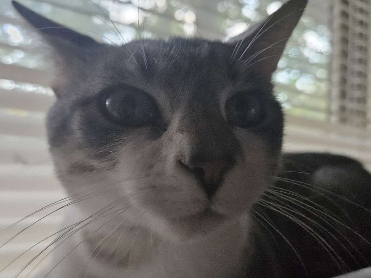 My Cat Needs Amputation (Freak's Freak Accident) campaign photo, 1 of 8