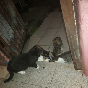 anjos de 4 patinhas