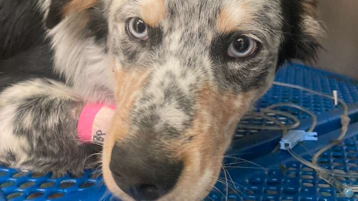 HELP needed for KODA - It Takes a Village to Save a Life campaign photo, 1 of 7
