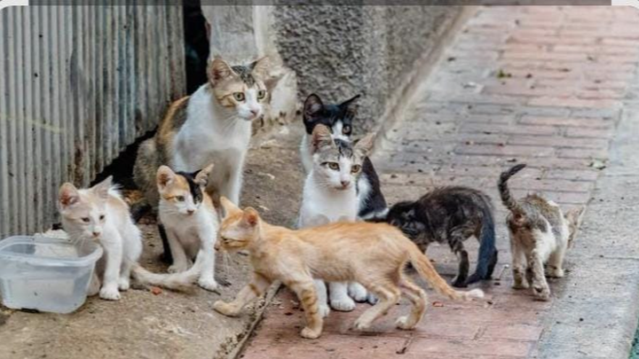 Ayuda para alimentar gatitos callejeros campaign photo, 1 of 3