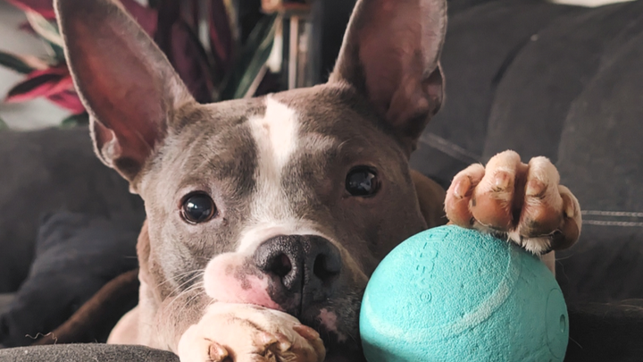 Help Kimber get back on her paws! campaign photo, 1 of 5