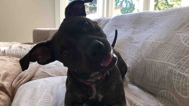 Please help save Rocky!! campaign photo, 1 of 6