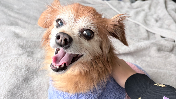 Save Lola: Urgent Surgery Needed campaign photo, 1 of 8