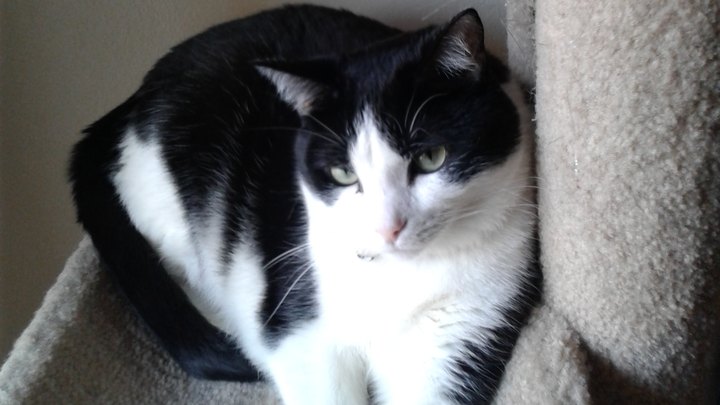 Help Berry Get Life-Saving Surgery campaign photo, 1 of 7