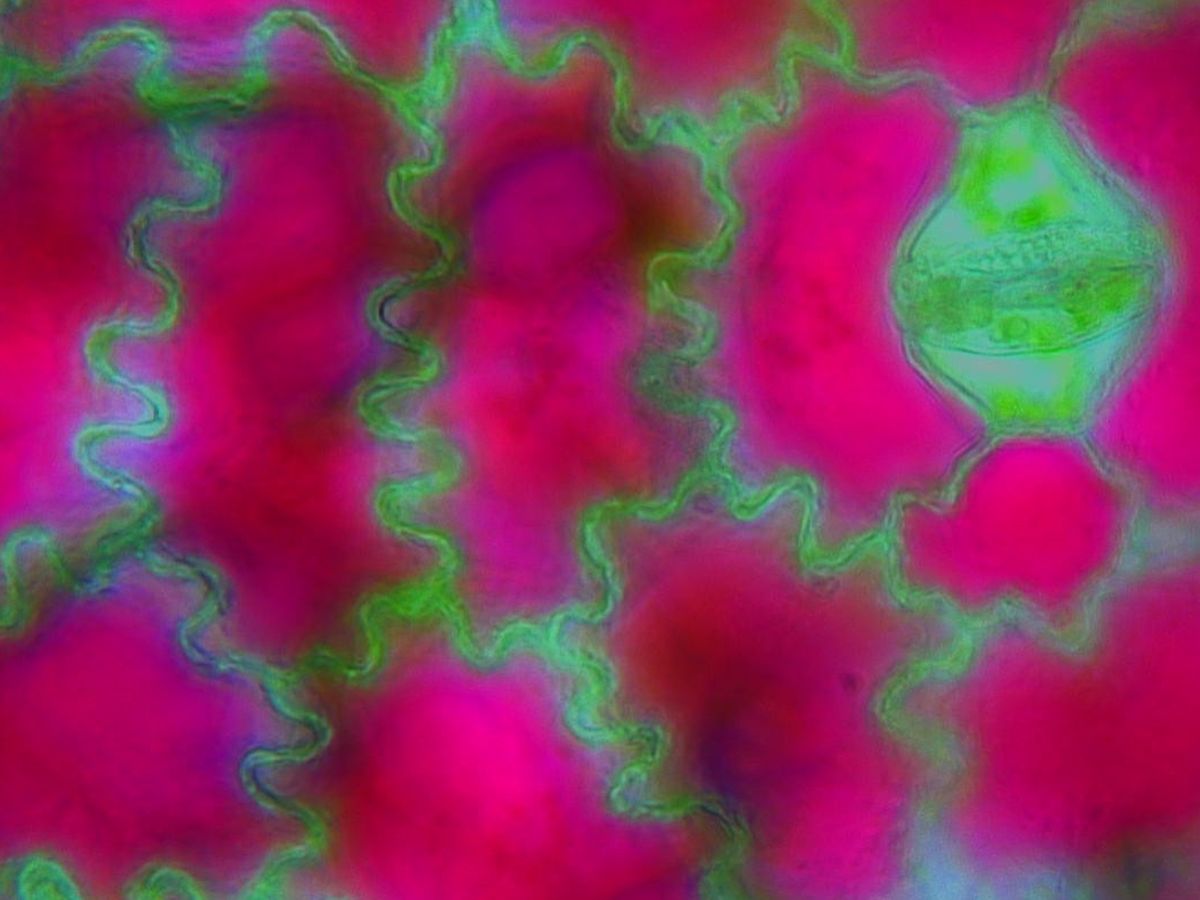 Fundraiser’s main image