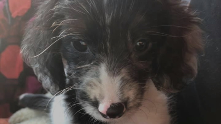 Help Roo See Again: Support Her Cataract Surgery campaign photo, 1 of 8