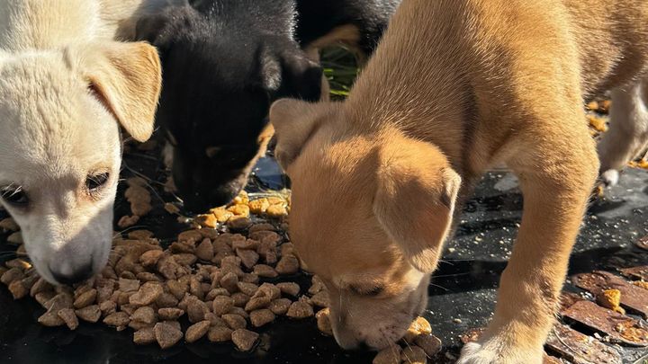 Foto van campagne Help Save the Forgotten Street Dogs of Jamaica ⭐, 1 van 8