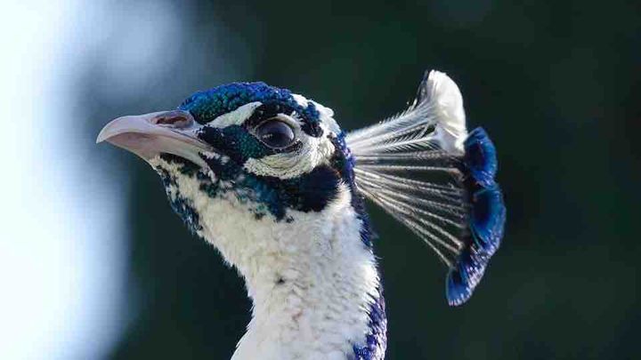 Rescue The Aviary campaign photo, 1 of 8