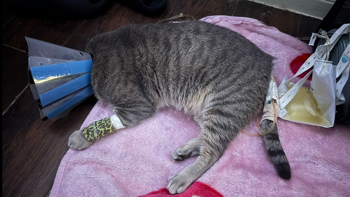 Support Finn's Lifesaving Treatment campaign photo, 1 of 8