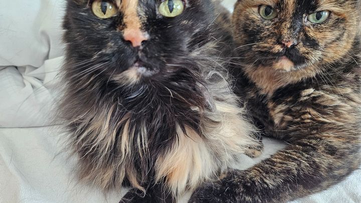 Please Donate to Coco's Medical Needs campaign photo, 1 of 4