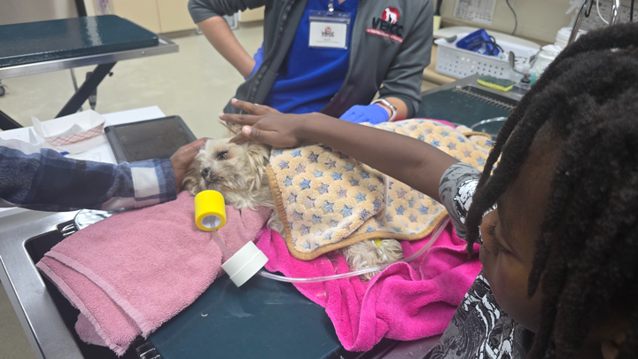 Help Archie Fight IMHA — Give His Medicine Time to Work!! campaign photo, 1 of 8