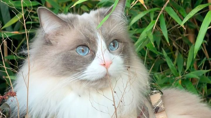 Help Loki recover emergency vet bills and ongoing care campaign photo, 1 of 6