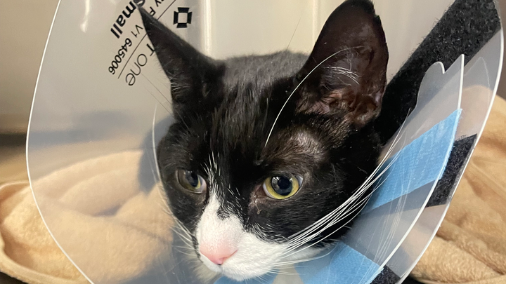 Help us pay for Diceys surgery campaign photo, 1 of 5