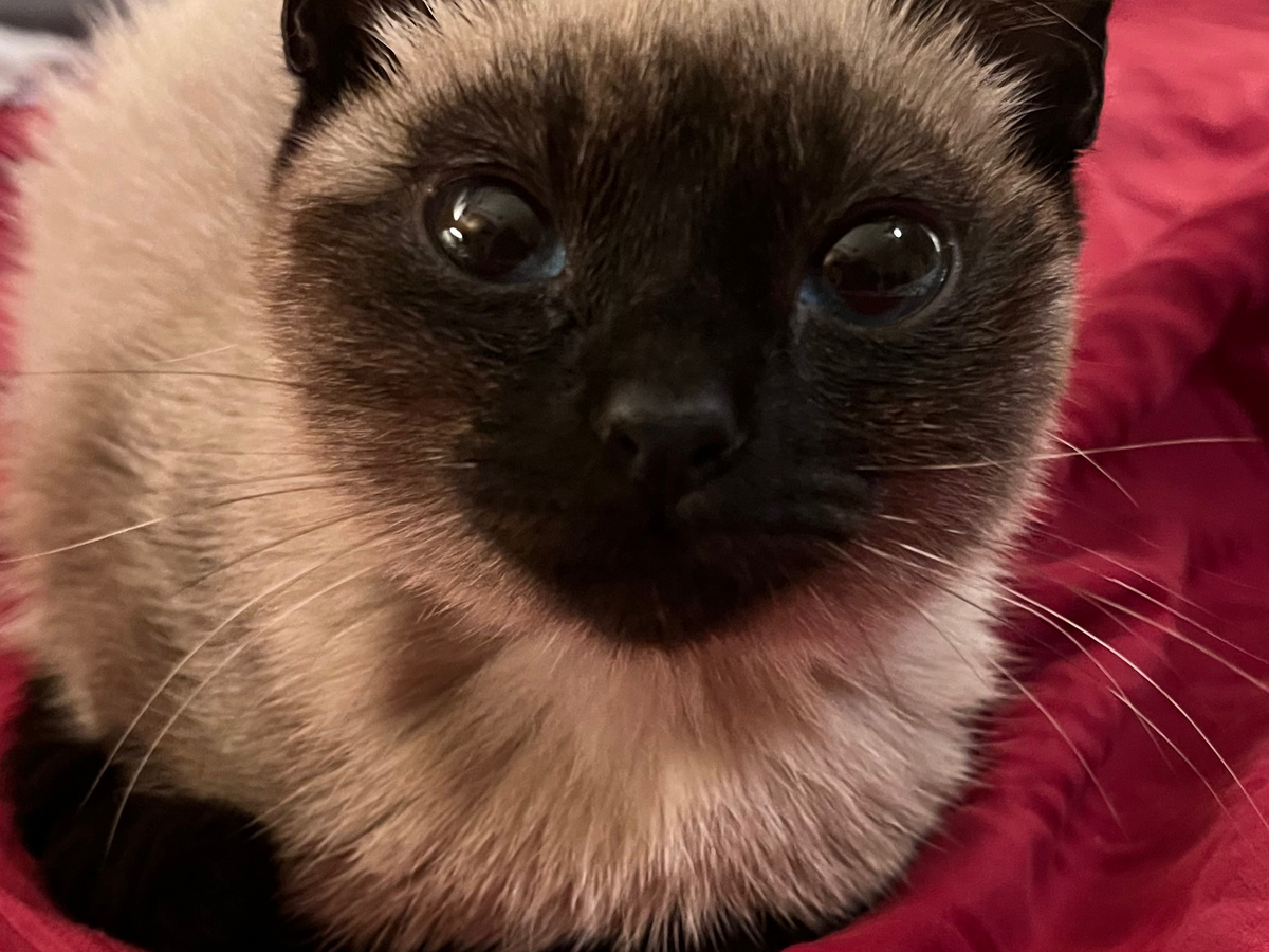 Fundraiser by Kylie Villegas : Support Toast's Vet Bills