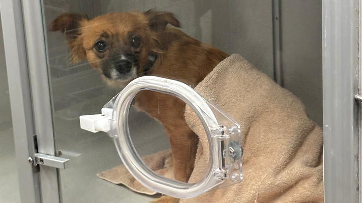Emergency Care Needed for Heidi the Rescue Dog campaign photo, 1 of 7