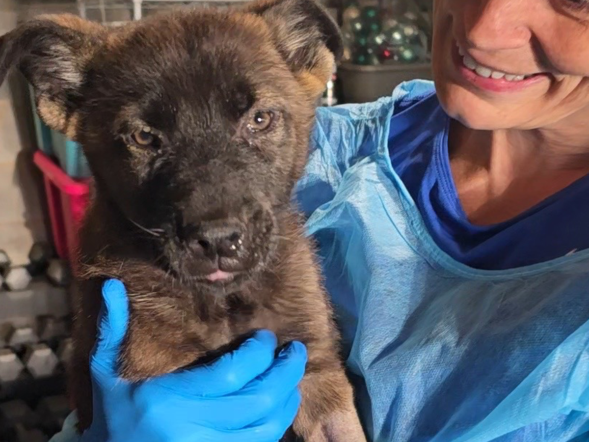 Support Ridge and His Littermates Fighting Distemper campaign photo, 1 of 8