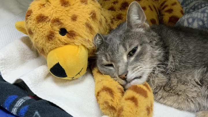 Help Oliver Fight for His Life campaign photo, 1 of 8