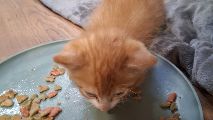 Aid for Judy's Brave Baby Kitten campaign photo, 1 of 4