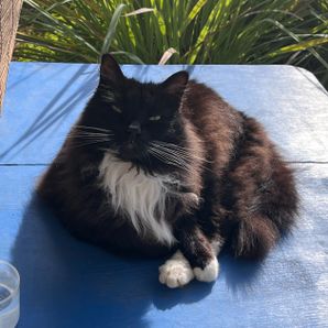 Sirius the Cat