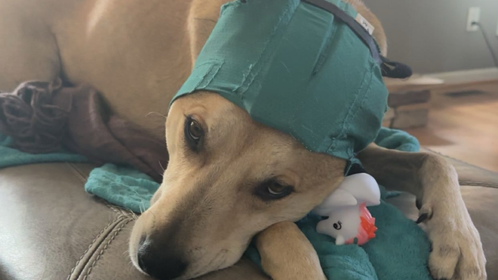 Help Nyla get the surgery she needs campaign photo, 1 of 5