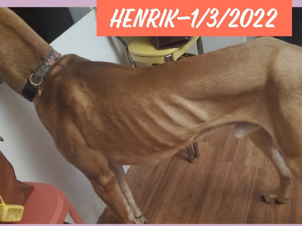 Fundraiser By Hunter Thrailkill Help Henriks Recovery From Neglect