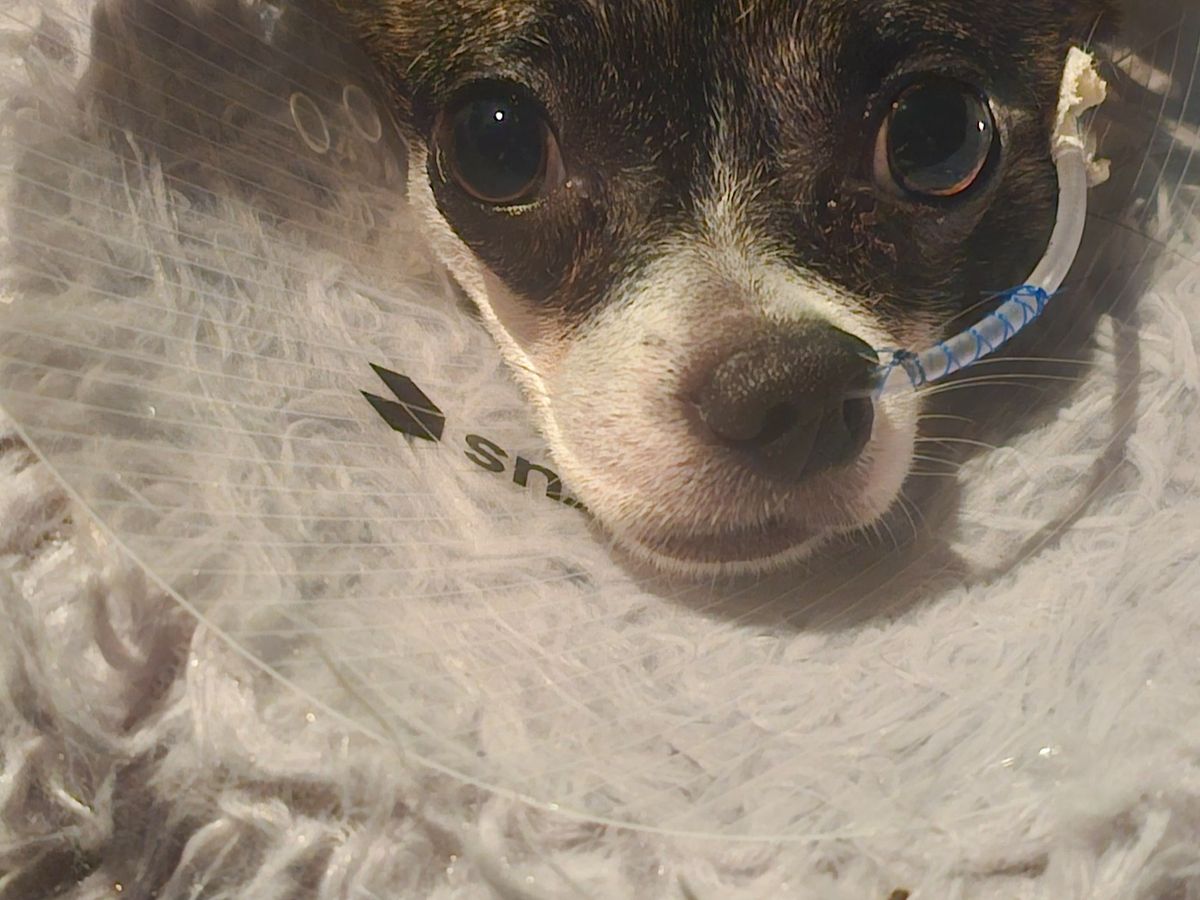 Fundraiser’s main image