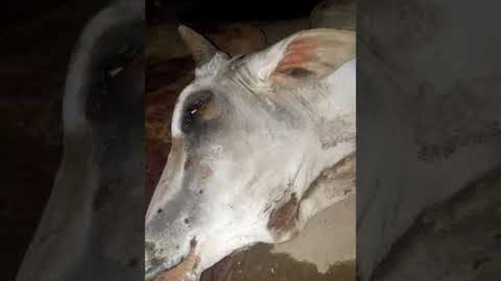 Help Dadhichi Goushala rescue cows in India video thumbnail, 1 of 5