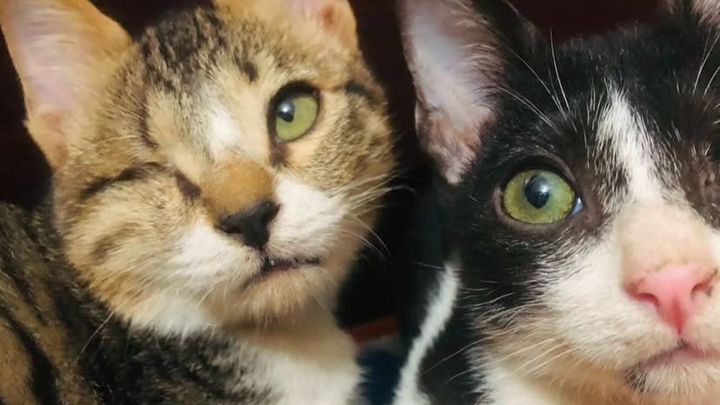 Kampagnen-Foto für DeafHelpCat Pakistan - A New Project for Cats in Need Helpin, 1 von 3