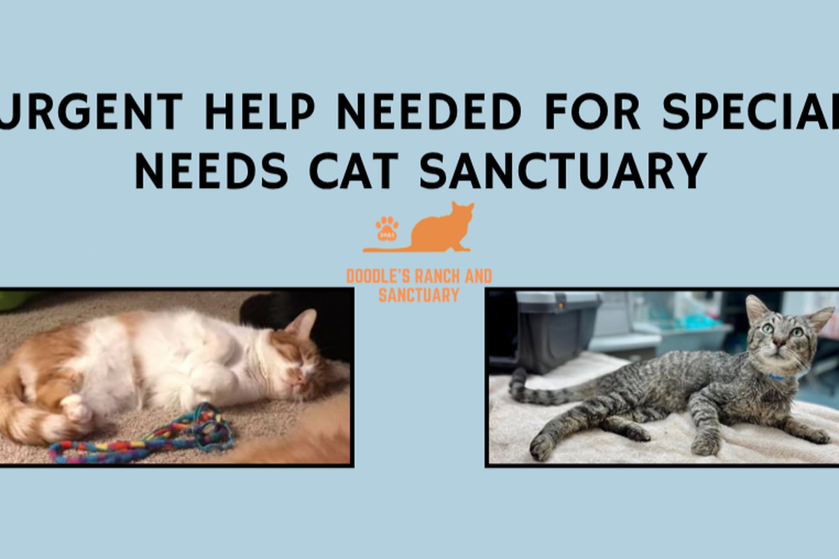 Special Needs Cat Rescue: Life-Changing Stories & How to Help