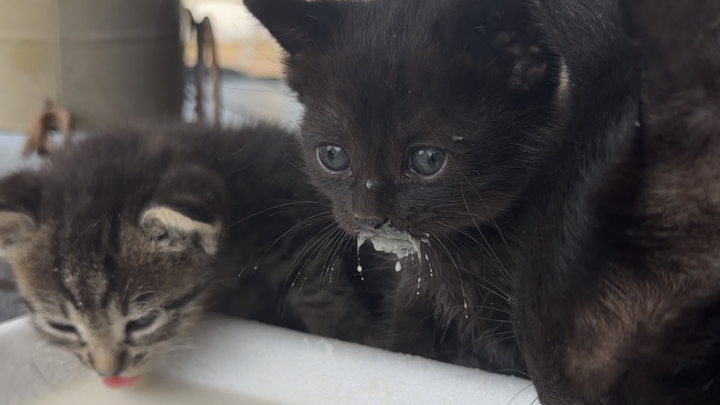 Our Dream of Building a Cat Sanctuary campaign photo, 1 of 8