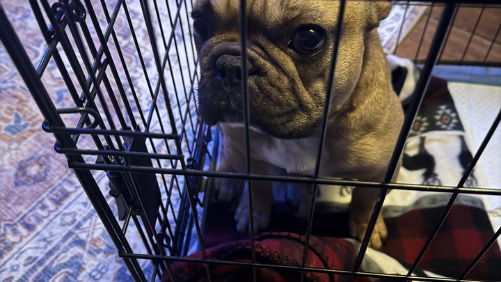 Help needed for spinal surgery for our Frankie campaign photo, 1 of 8