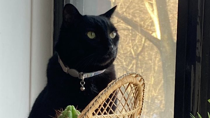 Please help me give my cat Asher a fighting chance at life campaign photo, 1 of 7
