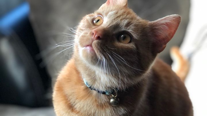 Help Otto Get Lifesaving Care campaign photo, 1 of 6