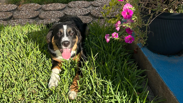 Help Thunder Get Surgery to Walk campaign photo, 1 of 7