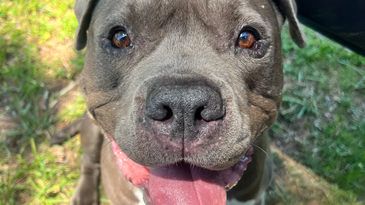 Save Kabra: Urgent Surgery Needed campaign photo, 1 of 5