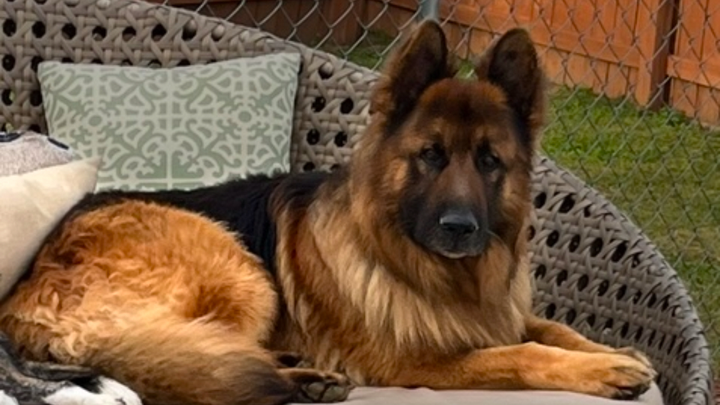 Bear is Fighting for his life campaign photo, 1 of 7