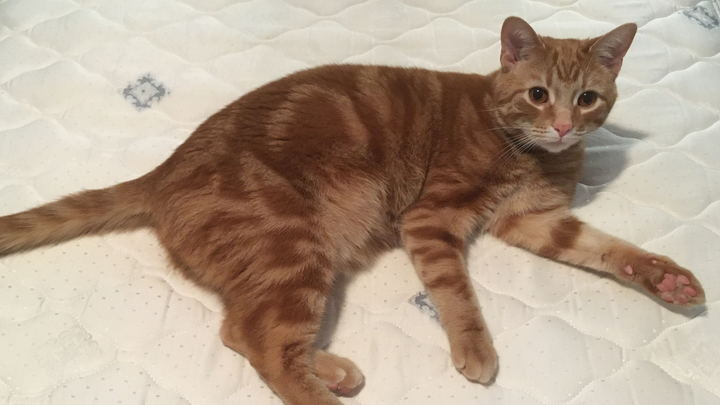 Donate to Chapel's Vet Care and Recovery campaign photo, 1 of 5