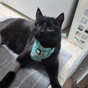 Linus the cat