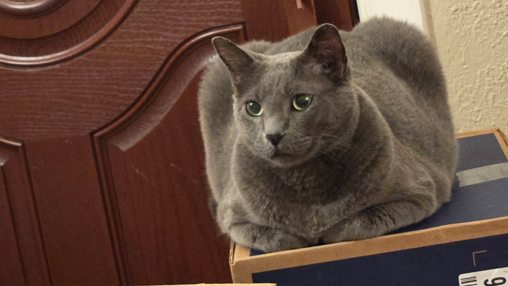 Support Grayson's Emergency Surgery campaign photo, 1 of 3