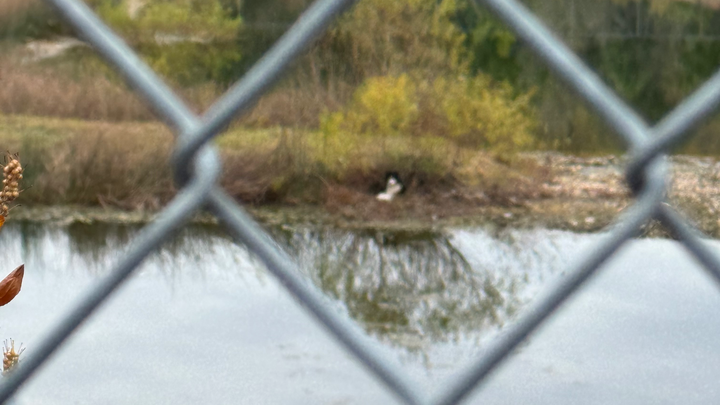 Support a Stray Husky's Road to Recovery campaign photo, 1 of 4