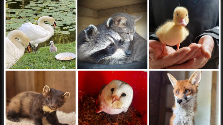 Animal Magic campaign photo, 1 of 7