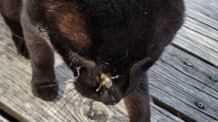 Save Cheerio: A Stray Cat's Journey to Health campaign photo, 1 of 5